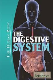 The Digestive System - The Human Body by Kara Rogers