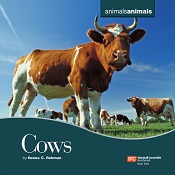 Animals Animals Cows by Renee C Rebman