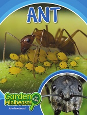 Garden Minibeasts Up Close - Ant by John Woodward Garden Minibeasts Up Close - Ant by John Woodward
