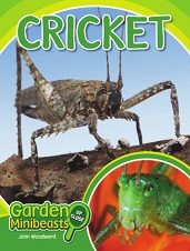 Garden Minibeasts Up Close - Cricket by John Woodward Garden Minibeasts Up Close - Cricket by John Woodward