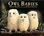 Owl Babies