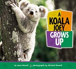 A Koala Joey Grows Up