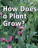 California Science Leveled Readers Kindergarten How Does a Plant Grow California Science Leveled Readers Kindergarten How Does a Plant Grow